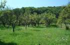 Teren cu livada de pruni si gradina Balilesti Arges 7827mp