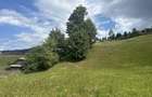 Teren intravilan de vanzare, 5000 m - 5