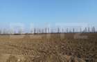 Teren 10 000mp, 38ml deschidere, Berceni. - 4