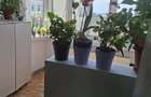 Apartament 2 camere Sacele - 3