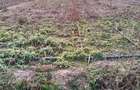 Teren Agricol de Vanzare Extravilan (Arabil), Fertil, 1 ha. - 2