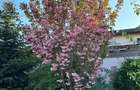 Casa 4 camere, curte ?i pivni?a in suburbie - 12