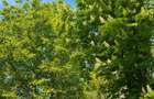 Teren 2500 mp - Casa peste 400 mp - Buftea - Agricultori - 1