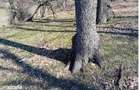 Teren Loc. Lapos, jud. Prahova ; ID: R2967508 - 9