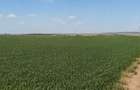 TEREN 15.000 MP LA 10 KM DE CRAIOVA-COMUNA MISCHII - 2