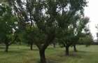 Casă în Căscioarele - 1