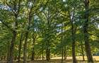 Vânzare teren extravilan pădure+ Pășune 17 000 mp Covasna - 8