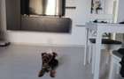 Apartament | 3 Camere | Raul Doamnei | Drumul Taberei | DE INCHIRIAT - 7