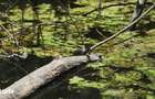 Domeniu cu Lac,Izvoare naturale ?i Insula,Giurgiu,Vanatorii Mici,6,3HA - 5