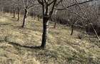 Livada pomi fructiferi pe rod, deal Paulesti, Prahova - 3