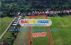 Teren De Vanzare 9900 Mp 3 km Bran 25 km Brasov - 5