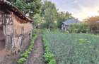 2 case de vinzare in Albele (Petru Rare?) - 3