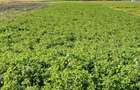 Teren intravilan Bacia, 18 Eur m