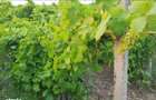 Teren 1600mp Vi?an - Str. Al. Macedonski Ideal Dezv/ Duplexuri / Bloc - 3