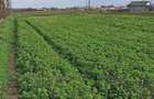 Teren de 1800 mp, în Nicșeni - 5