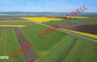 5 terenuri agricole de vanzare in Santionlunca! - 7