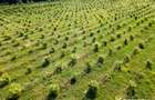 Teren nucifer cu plantatie de aluni, sat Frata, jud. Cluj - 2