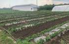Fermă de vânzare 3 ha ,Exploatație agricolă și zootehnică - 2