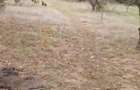 Loc intravilan de vanzare - 3
