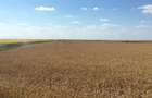 Vand 103 Ha Teren Agricol compact in Judetul Timis - 5