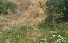 Teren de 22000 mp, în Podu Turcului - 3