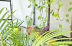 Inchiriere apartament 4 camere, Birou, Comercial - 3
