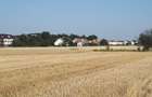 Teren Bragadiru 2500 mp. arabil 10x250m. Plantat grau - 2