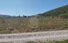 Teren intravilan 2900 mp cu utilitati-Zona MOL Viisoara