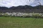 Teren intravilan de vanzare Sarasau, Maramures | 6.000 mp - 3