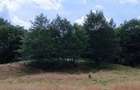 Teren extravilan la munte, in Nucsoara Arges - 3