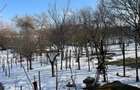 BANEASA - TEREN 976 MP