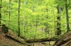 Teren Padure 14 hectare - 3