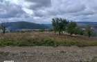 Teren intravilan Tomesti , 463 metri Cod:162884 - 4