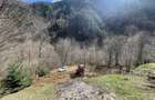 Vand Teren pe Transalpina pt Cabana cu vedere panoramica deosebita - 8