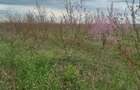 Teren de vanzare 6 hectare - 10