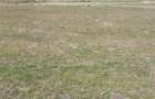 Vand PUZ (parcele teren intravilan) Cartierul Primaverii Sacalaz - 5
