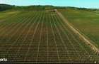 Vie Vanzare Podgoria Dealu-Mare, Boldesti-Scaeni, Prahova - 15,39 ha - 3