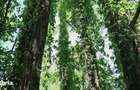 Domeniu cu Lac,Izvoare naturale ?i Insula,Giurgiu,Vanatorii Mici,6,3HA - 2