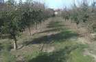 Teren de vanzare intravilan - 2