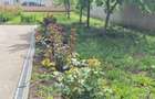 Vila frumoasa pe str. Fericirii, cu 950 mp teren, LEBADA - Pantelimon - 1