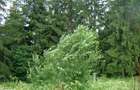7059 mp de vanzare in Predeal- str. Schiorilor/ Brasov. Comision 0! - 7