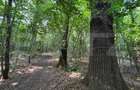 Padure de vanzare, 27.133 mp, zona Cazaci - Cazaci (Dambovita)