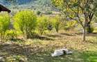 Casă spațioasă cu panoramă de vis și teren cu livadă 3.800 mp – Copalnic Sat – d
