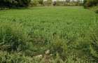 Proprietar- Teren intravilan 5179 mp