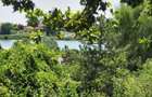 Vila 6 camere-teren 1800mp-Snagov Izvorani-lac - 20