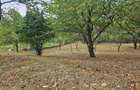 Vila rustica cu teren ca la munte 1291 mp semi central Iasi - 1