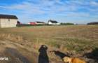 Vand teren cu suprafata de 2.6 Ha in Cornetu - Magurele - 1
