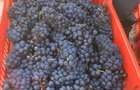 Lot compact 18,57 HA , vita de vie nobila pe rod - 2