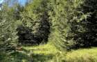 Teren 15.600 mp (1,56 ha) Campulung Moldovenesc | Padure, izvor si parau | Refugiu in mijlocul naturii - 2