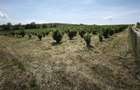 Plantatie Alun 2,9 ha - 6